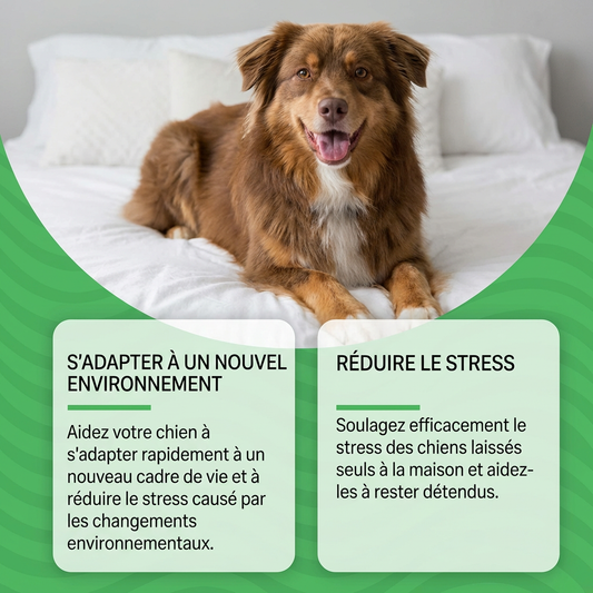 Diffuseur de phéromones apaisantes pour animaux (chats et chiens) - Soulagement des émotions